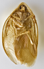 CollectionObject 1567086; 3d7859b7-1447-47d5-9a32-84e7a16e41bc: Photo by Heidi Hopkins. Holotype, adult male, ventral habitus. (CollectionObject).