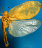 CollectionObject 1500505; 262a8b3b-6eb1-4c08-8673-c50a39858ec9: female, dorsal view (holotype). (CollectionObject).