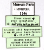 CollectionObject 1587288; MNHN(SF IMPORT DUPLICATE) MNHN-EP-EP1246, 88ab5795-6390-4e85-83ee-6f37418442b5: CC BY-NC-ND 4.0/MNHN - Depraetere Marion - 2014. Non type, female. Specimen number: MNHN-EP-EP1246. http://coldb.mnhn.fr/catalognumber/mnhn/ep/ep1246. (CollectionObject).