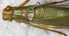 CollectionObject 1532225; NMW 15467, e0382519-eaf5-4d8e-b4a9-0692e6ec54f5: male, dorsal view (syntype). (CollectionObject).