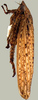 Habitus, lateral view: !! display not done !! on Curtara (Curtara) concava DeLong & Freytag, 1976: Male specimen [DZUP]: habitus, lateral view. (Observation).