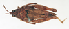 CollectionObject 1595759; 373dc07d-5b18-4c8f-8b11-2eaada3436d3: female, dorsal view (syntype). (CollectionObject).