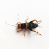 CollectionObject 1583926; d2228671-2d01-4ee3-a6df-ef1909cec359: male. (CollectionObject).