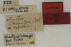 labels (lectotype of Mustius bocagei). Depicts CollectionObject 1535119; d3e607ac-9209-4cd1-949b-322bae5f34c1, a CollectionObject.