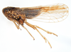 Habitus, lateral view on Delphacodes saccharicola Muir, 1926: (Observation).
