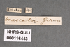 Other on Cyphonia braccata (Germar, 1835): (Observation).