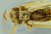 CollectionObject 2042933; d28ce83a-b5a0-4930-8093-72850d82e56b: male head and thorax, ventral view (holotype). (CollectionObject).