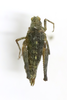 CollectionObject 1593145; 72d4f575-172b-4f1c-9e52-91a7d7e6c496: female, dorsal view (allotype). (CollectionObject).