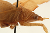 CollectionObject 1534572; 90c619d0-16e4-453f-9daf-c2ecde605b45: male head and pronotum, lateral view (holotype). (CollectionObject).