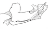 Leptopteracris nigra Carbonell & Descamps, 1978: Fig. 21. Extrémité de I´édéage/ Apex of aedeagus. (Otu).