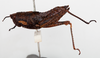 CollectionObject 1504690; aa266444-bfe7-4be4-8c37-5d8f1d9f5520: female, lateral view (holotype). (CollectionObject).