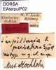 CollectionObject 1580221; 622635c1-c185-46a2-b0ca-d26e3e571c97: labels (paralectotype). (CollectionObject).