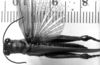 CollectionObject 1535587; 79c37f7d-6a46-439e-ae08-e60b70c8f484: Image Carbonell, C.S. male, dorsal view (holotype). (CollectionObject).