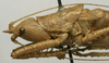 CollectionObject 1534992; 17910123-460b-4ab9-9218-02654dfaa74b: male head and pronotum, lateral view (syntype). (CollectionObject).