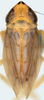 Nymph on Discolopeus diacaenus Stiller, 2019: Nymph, light brown. (Observation).