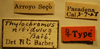 CollectionObject 1593518; c72edcb3-81d0-4495-9c73-888dbd5e6872: Thylochromus nitidulus - Holotype Labels (NMNH) - (CC BY-NC 3.0) - Photo by Pablo M. Dellapé with permission from the National Museum of Natural History (NMNH), Smithsonian Institution, Washington, D.C. (CollectionObject).