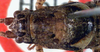 CollectionObject 1516947; c3221456-0505-461d-887b-757f359b9d66: male, dorsal view (holotype). (CollectionObject).