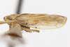 Habitus, lateral view on Colladonus rupinatus (Ball, 1911): (Observation).