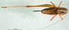 CollectionObject 1502705; 95fcbe8e-3b7b-43ae-b2ad-66199c9ded2e: female, dorsal view (paratype of Metrioptera kuntzeni). (CollectionObject).