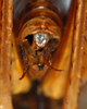 CollectionObject 1532955; edde4113-bad5-47b9-a074-ba435ccd2946: male, terminalia. (CollectionObject).