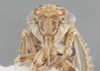Head: !! display not done !! on Aceratagallia (Aceratagallia) sanguinolenta (Provancher, 1872): Head. (Observation).