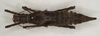 CollectionObject 1577050; 81ec4be9-24a2-4bfe-8abb-df410298d484: copyright ZIN St. Petersburg. female, dorsal view (paratype). (CollectionObject).;CollectionObject 1577051; 4cf9588e-6dd4-4039-86a3-4a6a7c57cbb0: copyright ZIN St. Petersburg. female, dorsal view (paratype). (CollectionObject).