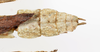 CollectionObject 1590156; 699aa1cd-42d0-458b-9b6f-03bfe16681b0: copyright Oskar Conle. female: end of abdomen, dorsal view (paratype). (CollectionObject).;CollectionObject 1590157; 3fd27e98-576d-4f90-8350-dafc688c13bc: copyright Oskar Conle. female: end of abdomen, dorsal view (paratype). (CollectionObject).