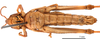 CollectionObject 1578313; d53adf59-3754-4d89-bc07-9aa58daf28ca: female, ventral view (holotype of Omocestus hingstoni mongolicus Steinmann, 1967). (CollectionObject).
