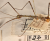 CollectionObject 1559377; b9414989-38e2-481a-943d-d8bb8750319d: copyright OUMNH. male: head & thorax, lateral view (holotype). (CollectionObject).