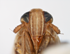 Head on Elachodelphax (Aschedelphax) hochae (Wilson, 1992): (Observation).