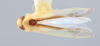 Habitus, dorsal view on Edwardsiana pseudocommissuralis Christian, 1953: (Observation).