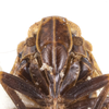 Head on Cixius (Pseudocixius) bandarus (Caldwell, 1950): (Observation).