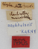 CollectionObject 1532348; f1722499-f6ba-46c1-b2df-ff6ee62fb080: labels (holotype). (CollectionObject).
