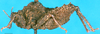 CollectionObject 1502874; 89972fb5-f3b3-4e82-bdcc-8101473e4a85: male, lateral view. (CollectionObject).