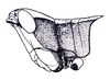 Phaeoparia lineaalba lineaalba (Linnaeus, 1764): Fig. 46A. male head and pronotum, lateral view. (Otu).