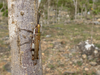 Physemophorus sokotranus (Burr, 1898): male in habitat (Wadi Zerik, Socotra, Yemen). (Otu).