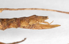 CollectionObject 1559949; 6ac61a32-37e8-4b63-a1b7-2d66317c399c: copyright MNHU, Berlin. female: end of abdomen, lateral view (holotype). (CollectionObject).