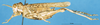CollectionObject 1537529; 96dde1f5-34d5-4dd6-8194-83642dce2d90: female, lateral view (syntype). (CollectionObject).