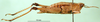 CollectionObject 1501388; dc1972f6-7aac-403e-a27e-2d5e94b9dfc7, DORSA BA000591S01: female, lateral view (holotype). (CollectionObject).