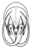 CollectionObject 1522462; 1380b0ea-7a29-400d-90df-75af78fcaa48, ANSP5325: Pl. 3, Fig. 11 (after type). male abdomen tip, caudal aspect. (CollectionObject).