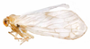 Habitus, lateral view: !! display not done !! on Sumangala delicatula Distant, 1911: (Observation).