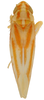 Habitus, dorsal view on Erythridula obliqua (Say, 1825): Habitus (OSU collection). (Observation).
