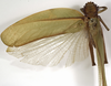CollectionObject 1529815; 71798075-ce3e-4fd0-a3e5-4a68763bd1b8: male, dorsal view (holotype). (CollectionObject).