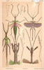 Didymuria Kirby, 1904: from original of McCoy. Didymuria violescens [TYPE SPECIES]. (Otu).