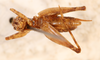 CollectionObject 1523768; 6efb9912-ebd8-47f3-b17d-bdcaa303a683: male, ventral view (holotype). (CollectionObject).