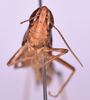 CollectionObject 1572193; d2e456a2-8d91-4957-8c03-d93f44ecd2a9: male, frons (holotype). (CollectionObject).