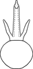 Aedeagus, ventral view on Erythridula nondescripta (Johnson, 1935): Aedeagus, ventral view. (Observation).