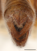 CollectionObject 1586792; b2b05d79-8dbb-4975-aa7b-8044811d7573: male, abdomen tip, caudal view, scale bar 2 mm. (CollectionObject).