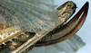 CollectionObject 1531810; 438ce5a2-39d1-48b7-abc6-89bb9b2bc750: ovipositor (holotype). (CollectionObject).
