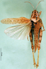 CollectionObject 1571182; e3164813-8f36-49e0-854f-6122e0c0d8ca: female, dorsal view (syntype of Karasicola oertendali). (CollectionObject).